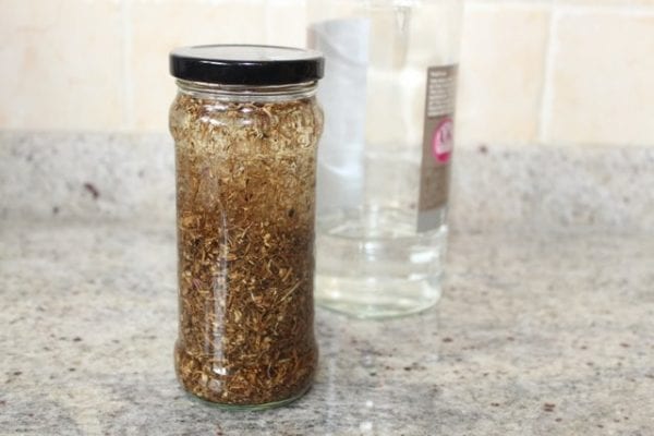 How To Make Echinacea Tincture Amanda Cook 