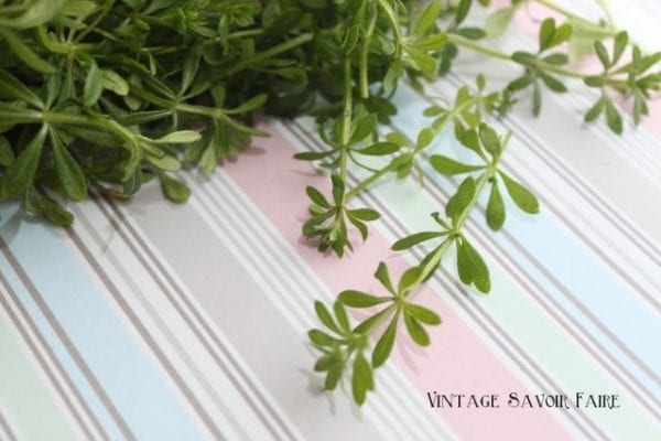 Wild Clivers Cold Infusion for a Spring Detox | Amanda Cook