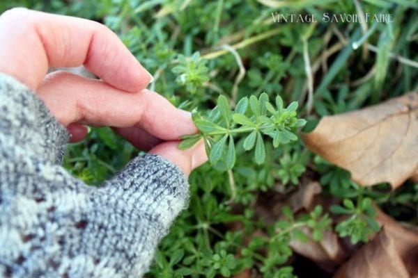 Wild Clivers Cold Infusion for a Spring Detox | Amanda Cook